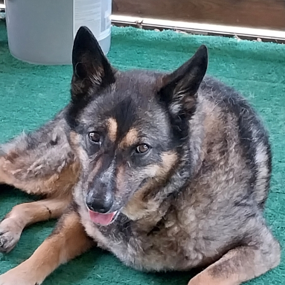 Meet your Posher, Cameron - Picture 9 of 9